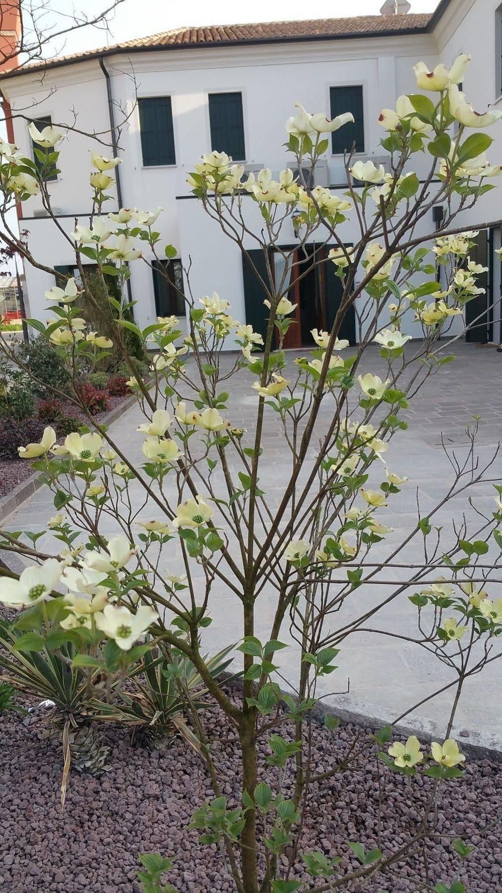 Hotel Alla Villa Fini Dolo Dış mekan fotoğraf